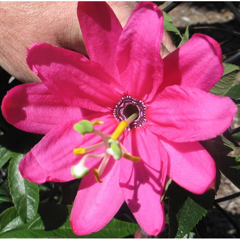 Pink Mollissima Flower Seeds for Planting, NON GMO Seeds 100