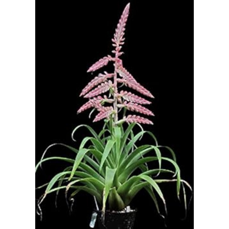 Pink Tillandsia Cretacea Plant Seeds for Planting – 100 pcs 100