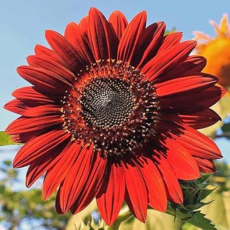 Red Sunflower Seeds for Planting  Bright Ornamental Blooms, Non-GMO Garden Flower Seeds 100