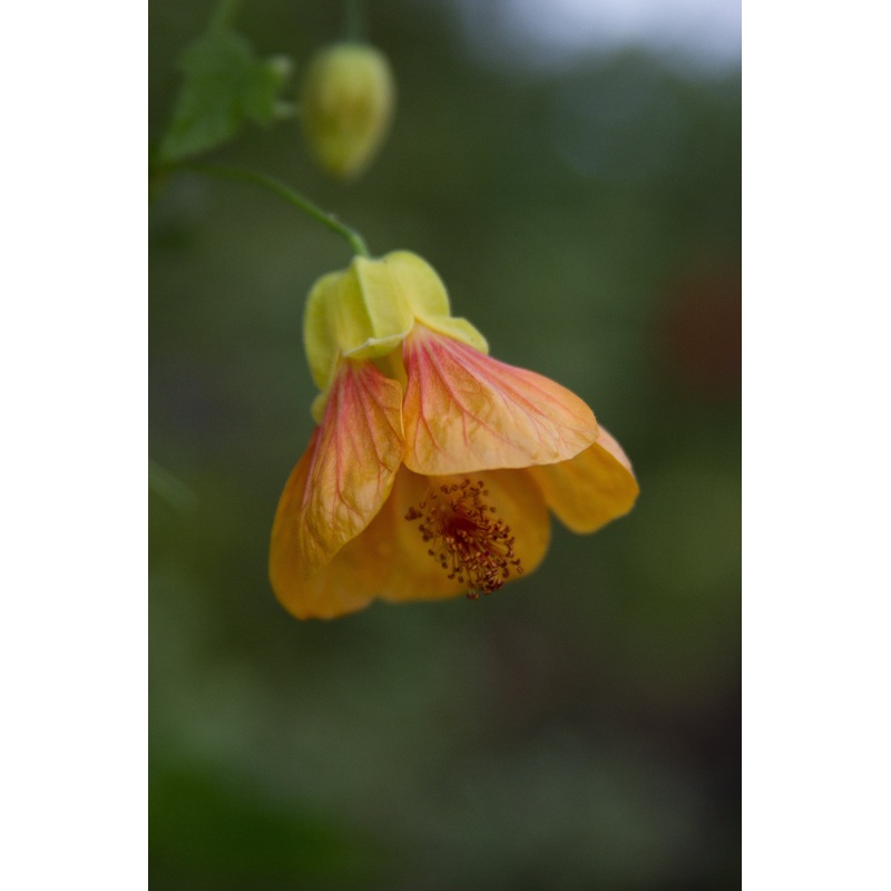 *RETAIL – Abutilon x ‘Tiffany Sconce’ 2g/$32