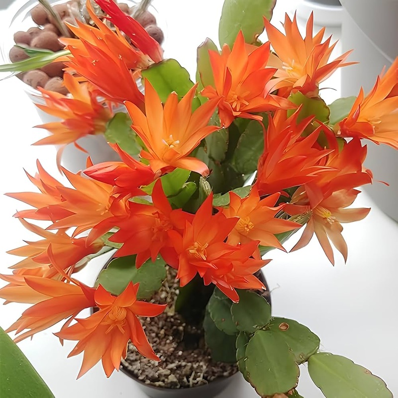 Schlumbergera Flower Seeds for Planting ,Heirloom Seeds -100 100