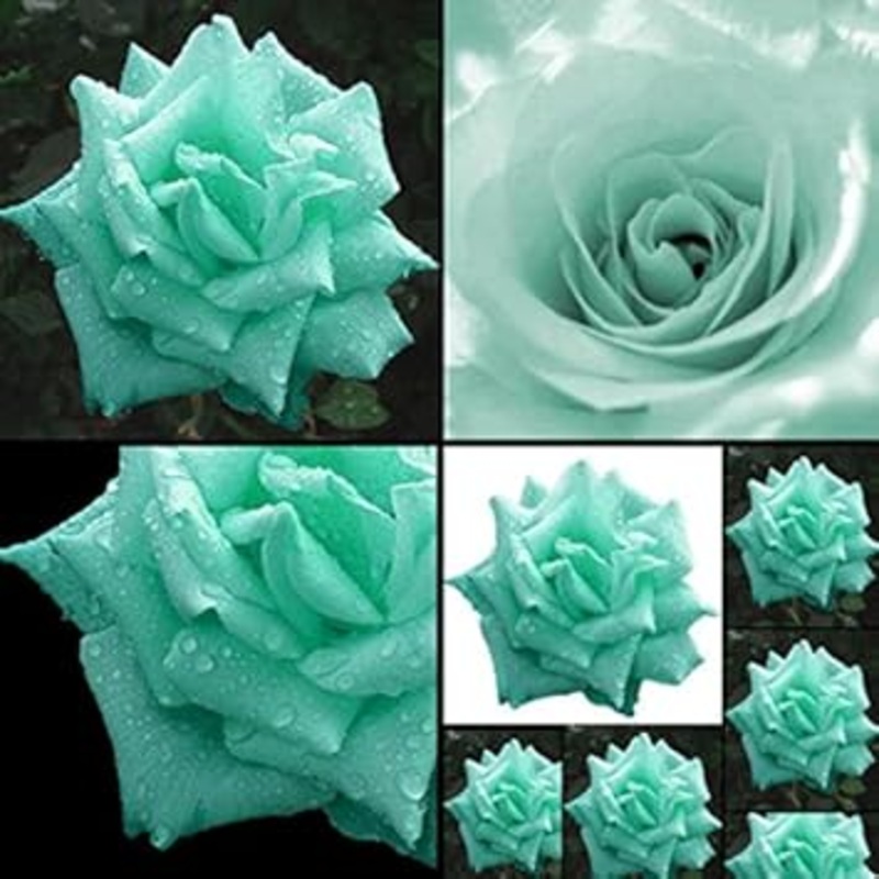 Sea Green Rose Plant Seeds for Garden Heirloom Non-GMO Seeds for Planting and Growing 100