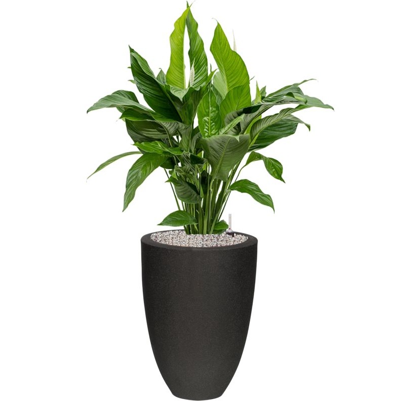 Spathiphyllum ‘Sweet Lauretta’ in Capi Urban Smooth NL Office Plant With Pot 109cm Height 31cm Dia