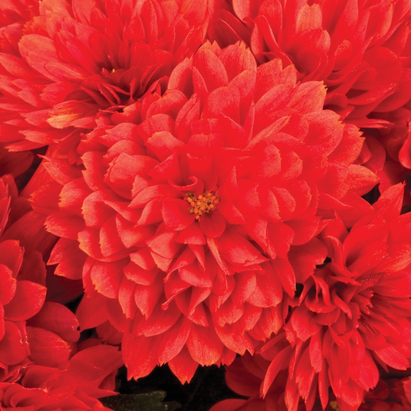 Walk to End Alzheimer’s Mum Fundraiser Bronze