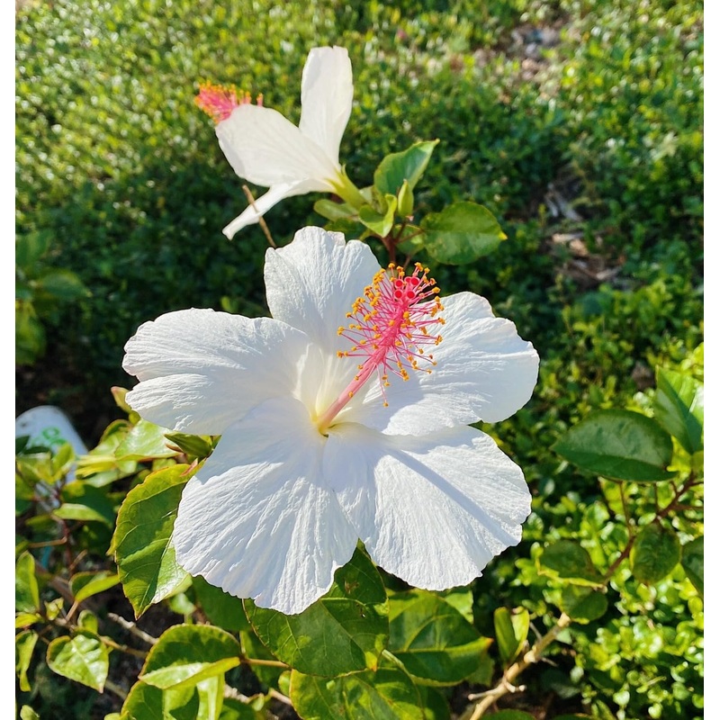 White Hibiscus Heirloom Non-GMO Seeds for Planting 100