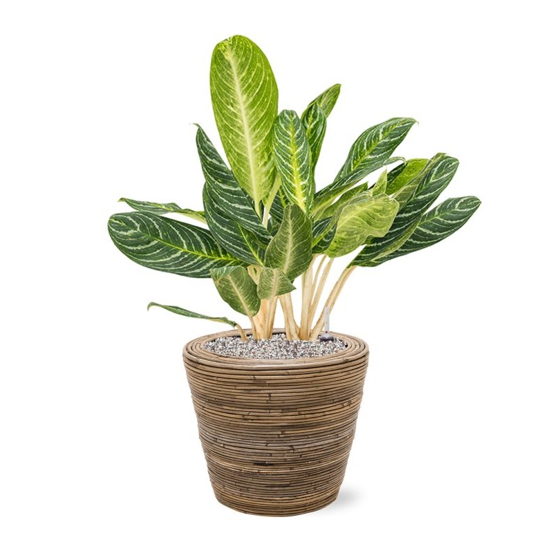 Aglaonema ‘Key Lime’ in Drypot Rattan Stripe Office Plant With Pot 81cm Height 30cm Dia