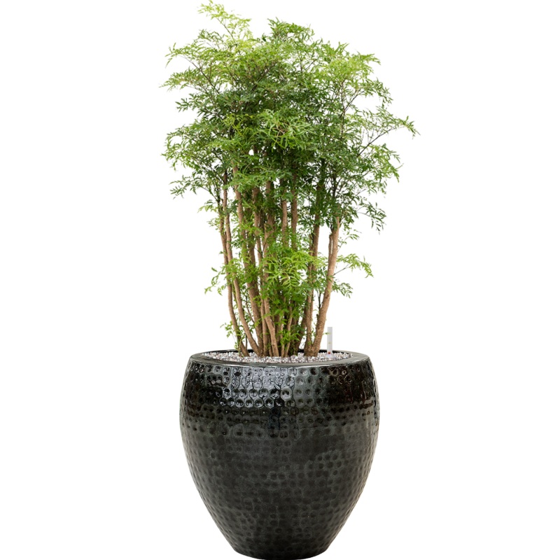 Aralia (Polyscias) ‘Ming’ in Thom Office Plant With Pot 98cm Height 30cm Dia