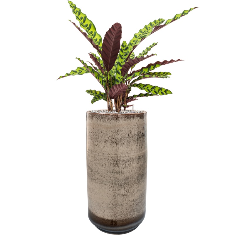 Calathea insignis in Noaz Office Plant With Pot 91cm Height 21cm Dia