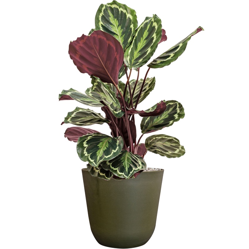 Calathea ‘Medallion’ in Palermo Office Plant With Pot 72cm Height 21cm Dia