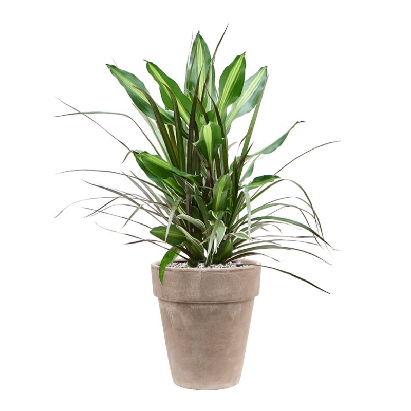 Dracaena combo in Terra Cotta Office Plant With Pot 82cm Height 25cm Dia