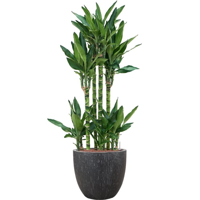 Dracaena fragrans ‘Burundii’ in Baq Raindrop Office Plant With Pot 130cm Height 35cm Dia