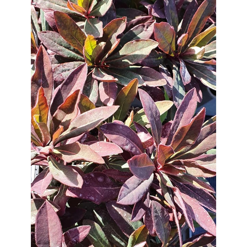 Euphorbia Amygdaloides Plant Seeds for Planting, NON GMO Seeds 100