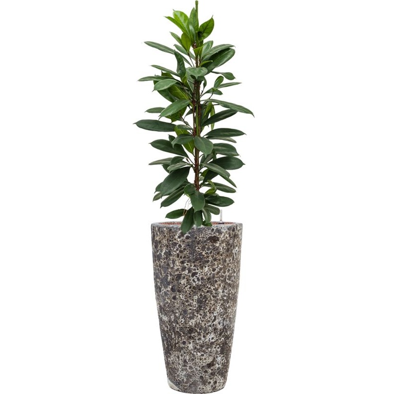 Ficus cyathistipula in Baq Lava Office Plant With Pot 148cm Height 29cm Dia
