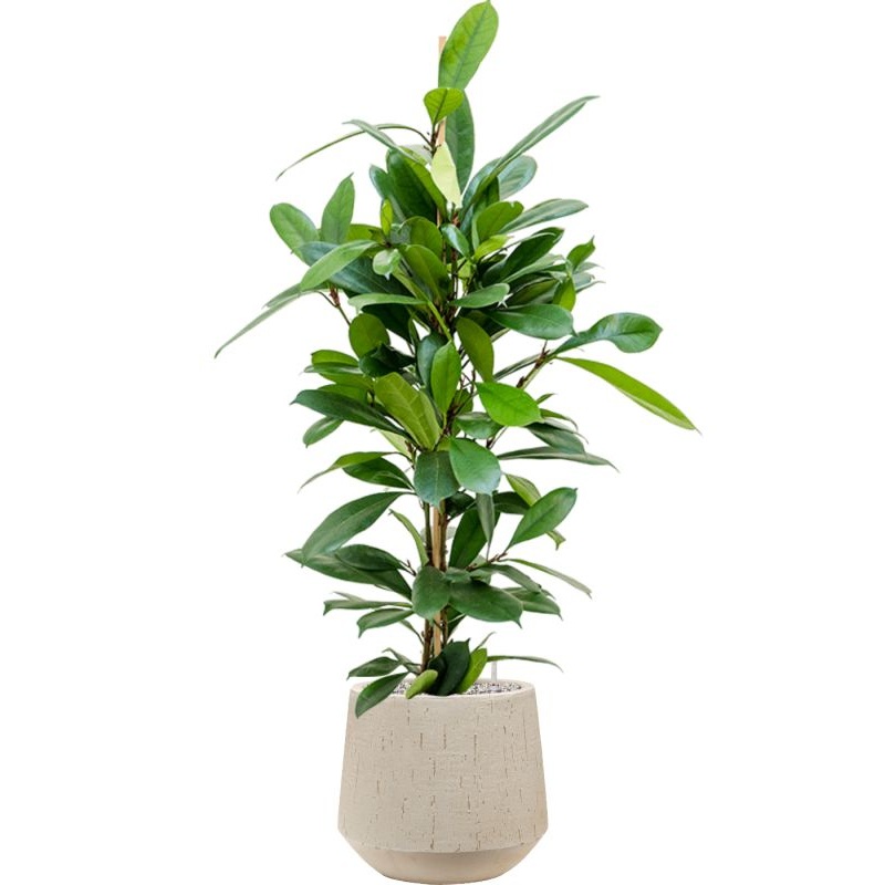 Ficus cyathistipula in Baq Raindrop Office Plant With Pot 111cm Height 22cm Dia