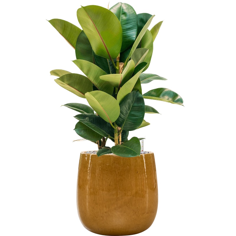 Ficus elastica ‘Robusta’ in Balloon Office Plant With Pot 85cm Height 24cm Dia