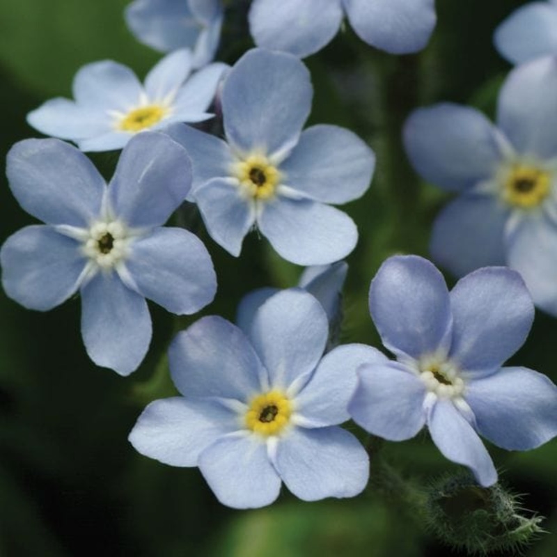 Forget-Me-Not Mon Amie Blue Bedding Flower Plants 30 Garden Ready Plants