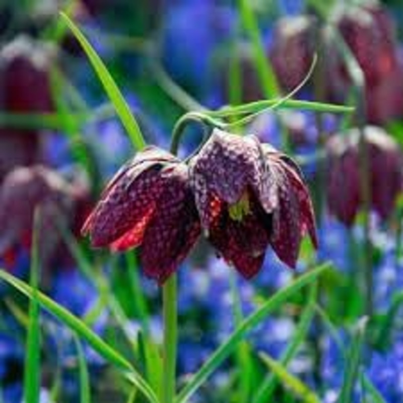 Fritillaria Flower Seeds for Planting – 100 100