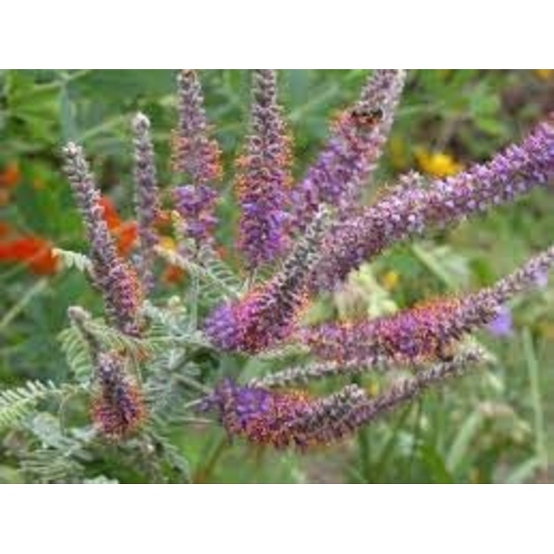 Heirloom Amorpha Canescens Flower Seeds for Garden Planting, Non-GMO, Prairie Wildflower Blooms 100