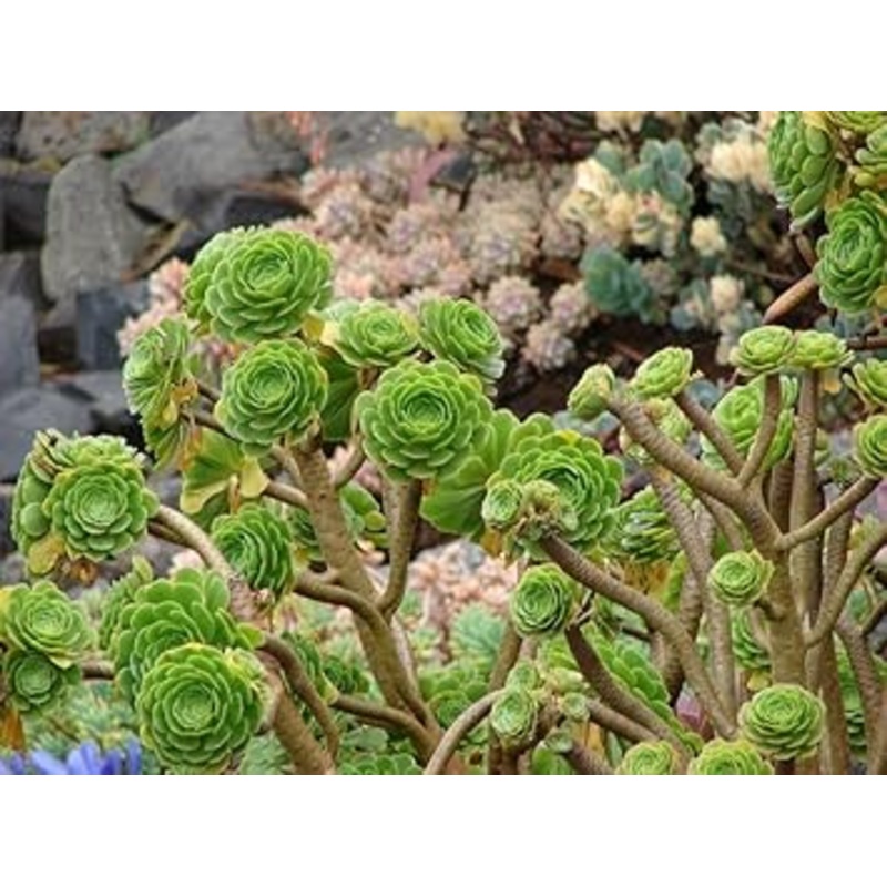 Heirloom Arboreum Flower Seeds for Garden Planting, Non-GMO, Succulent Blooms for Landscaping 100