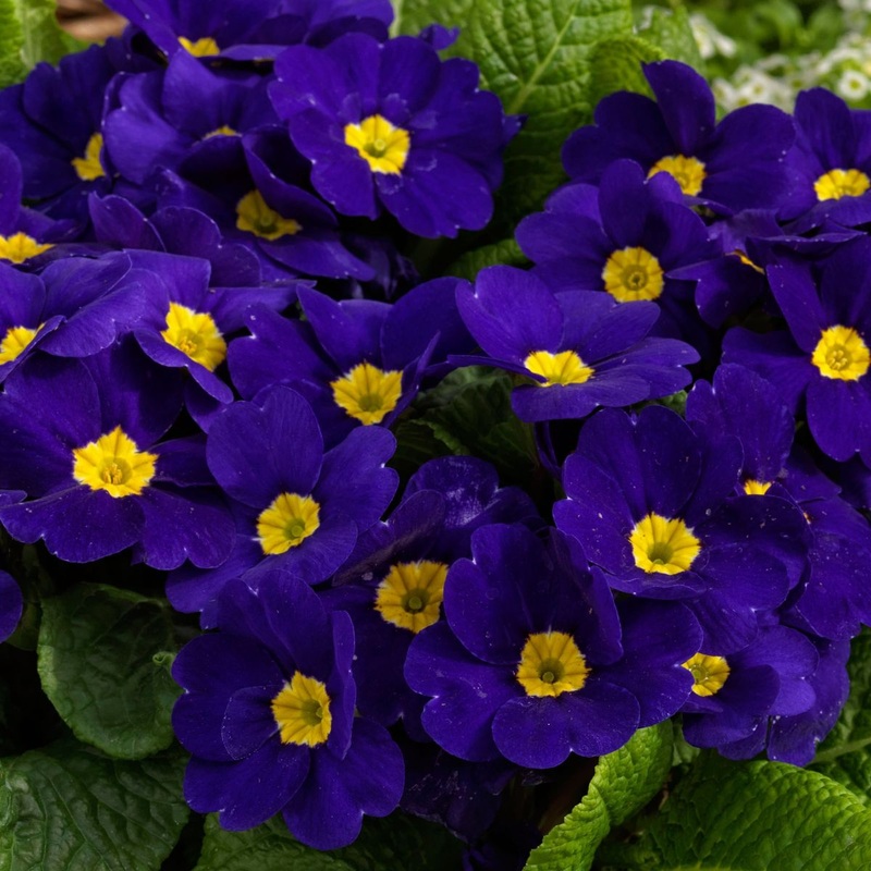Heirloom Non-GMO Blue Cobalt Primrose Flower Seeds  Vibrant Colorful Blooms for Garden Planting 100