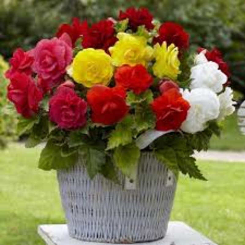 Heirloom Non-GMO Mixed Begonia Tuberosa Flower Seeds for Planting  Vibrant Shade-Loving Blooms 100