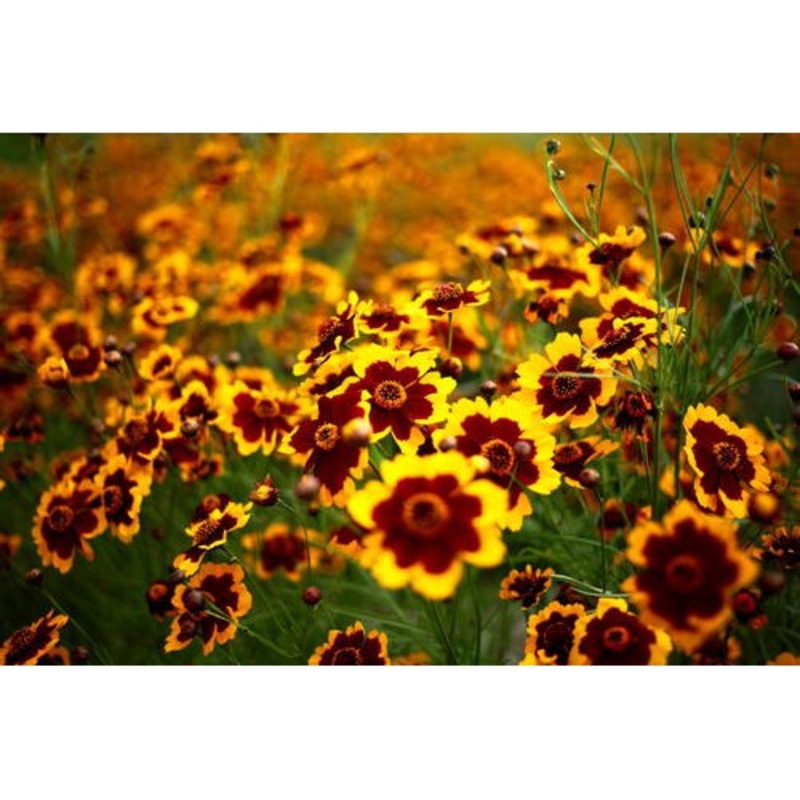 Heirloom Non-GMO Sanvitalia Procumbens Flower Seeds for Planting  Ground Cover with Bright Yellow Blooms 100