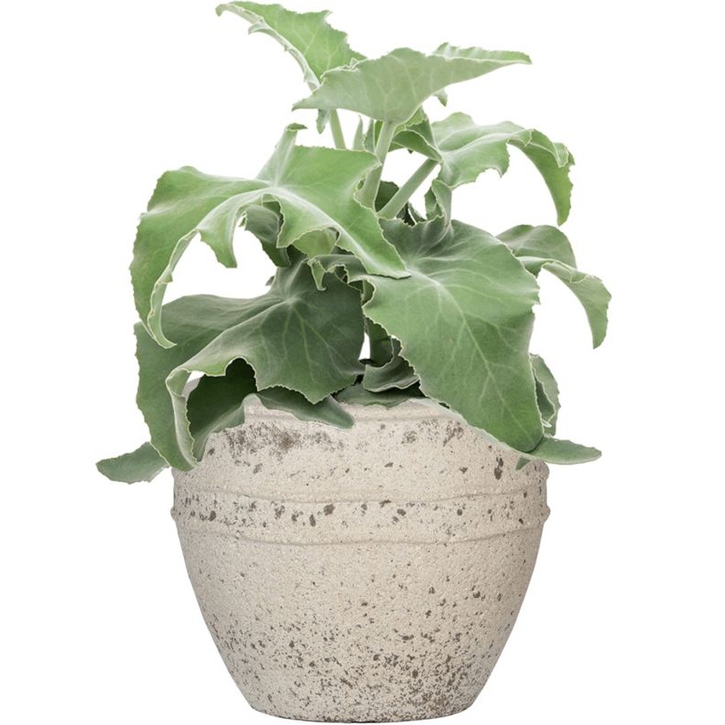 Kalanchoe beharensis in Mediterranean Office Plant With Pot 48cm Height 22cm Dia