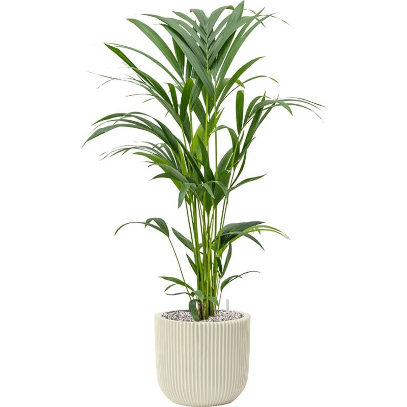 Kentia (Howea) forsteriana in Capi Nature Groove Special Office Plant With Pot 91cm Height 21cm Dia