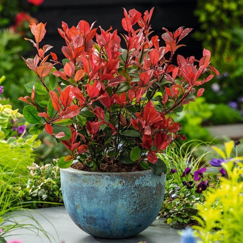 Photinia Little Red Robin 1 x 9cm Potted Plant