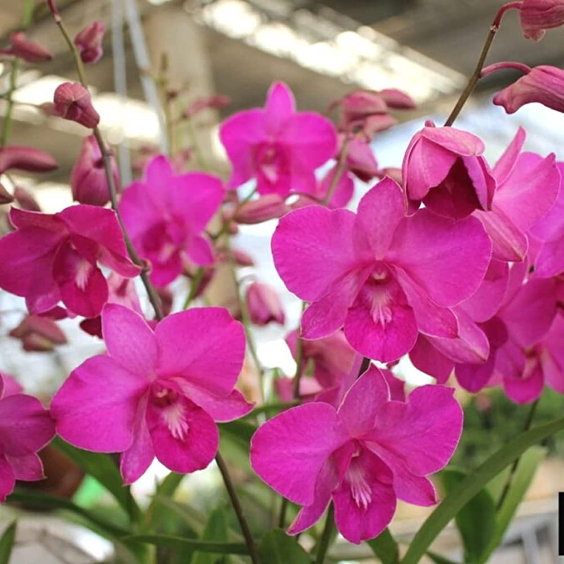 Pink Dendrobium Flower Seeds  Heirloom Non-GMO Orchid Seeds for Elegant Garden Planting 100