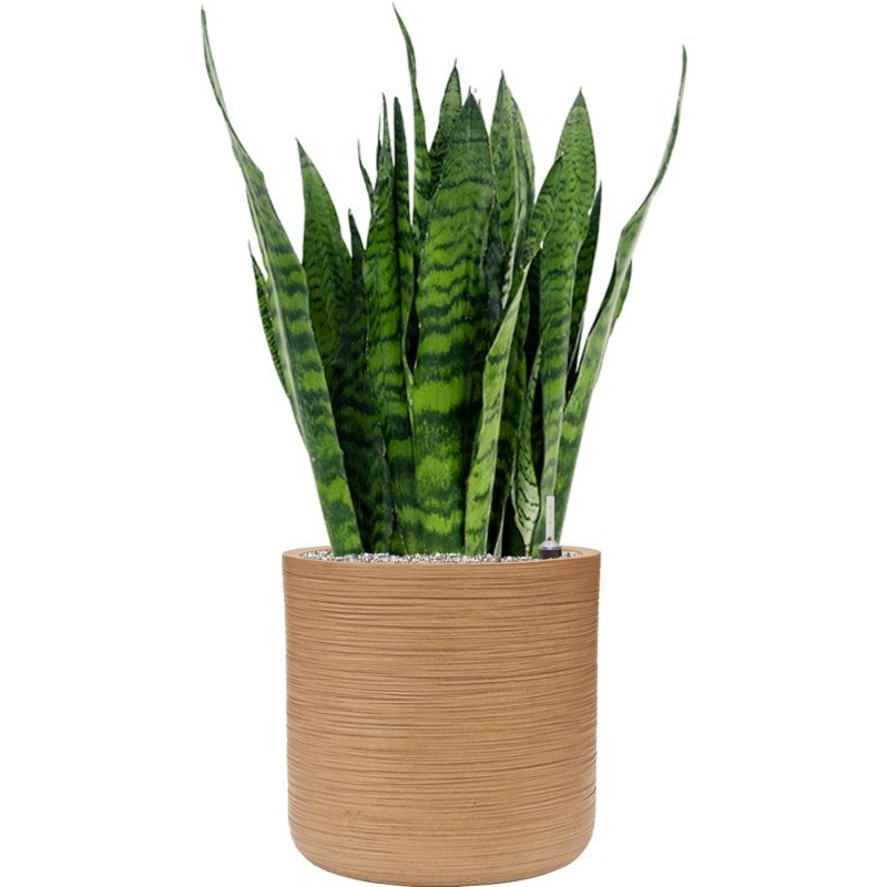 Sansevieria zeylanica in Baq Dune Office Plant With Pot 98cm Height 32cm Dia