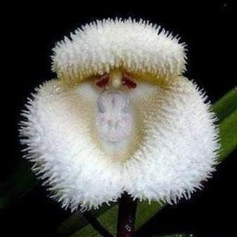 White Monkey Face Orchid Plant Seeds for Planting – Heirloom and Garden Seeds for Home, GMO Free 100