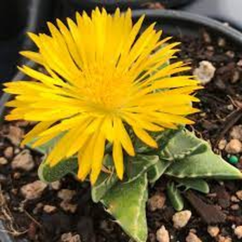 Yellow Faucaria Tigrina Plant Seeds for Planting – 100 100