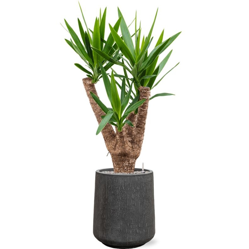 Yucca elephantipes in Baq Raindrop Office Plant With Pot 128cm Height 28cm Dia