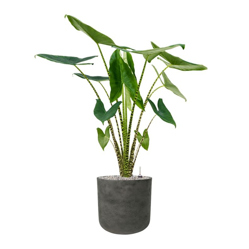 Alocasia zebrina in Rough Office Plant With Pot 116cm Height 29.5cm Dia