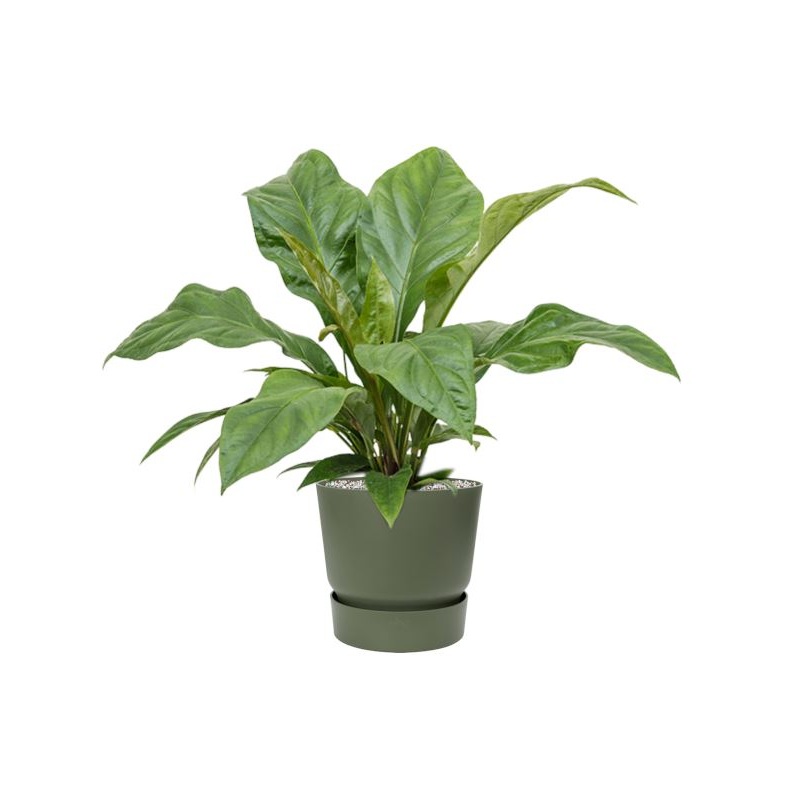 Anthurium ellipticum ‘Jungle Bush’ in Greenville Office Plant With Pot 66cm Height 24cm Dia