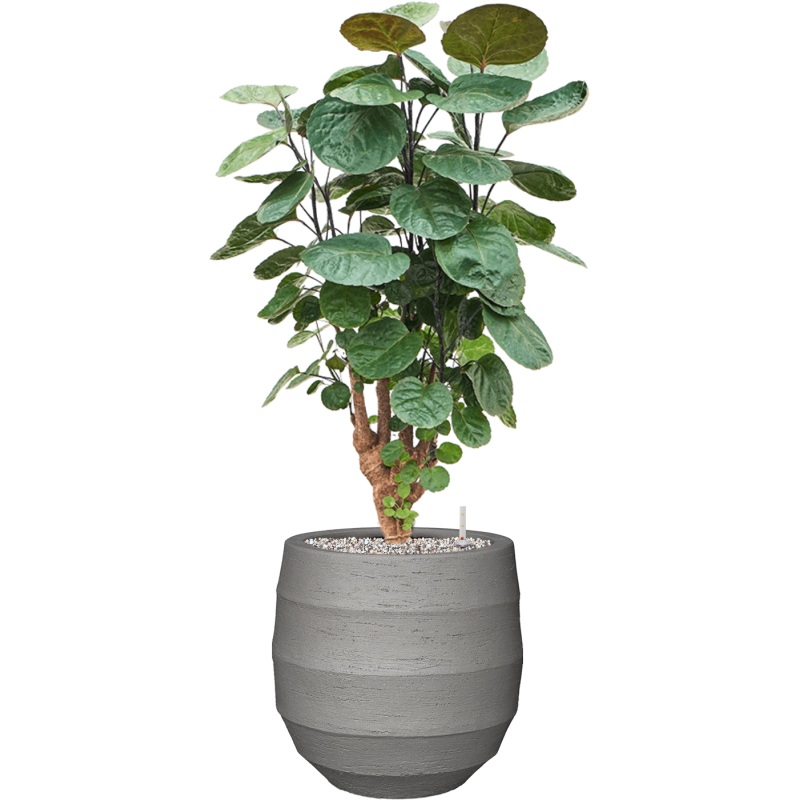 Aralia (Polyscias) ‘Fabian’ in Bordo Office Plant With Pot 88cm Height 22cm Dia