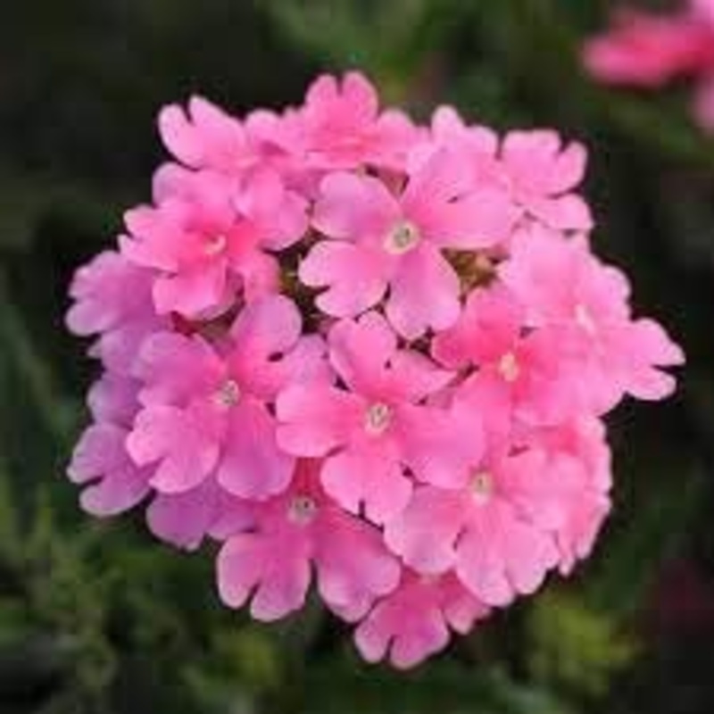 Baby Pink Verbena Flower Seeds for Planting  Heirloom, Non-GMO, Organic 100