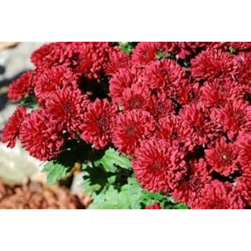 Chrysanthemum Deep Red Flower Seeds for Planting – NON GMO Seeds 100