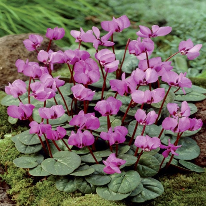 Cyclamen coum Bulbs