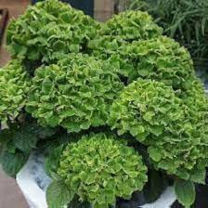 Dark Green Hydrangea Flower Planting Seeds for Garden NON GMO Seeds 100