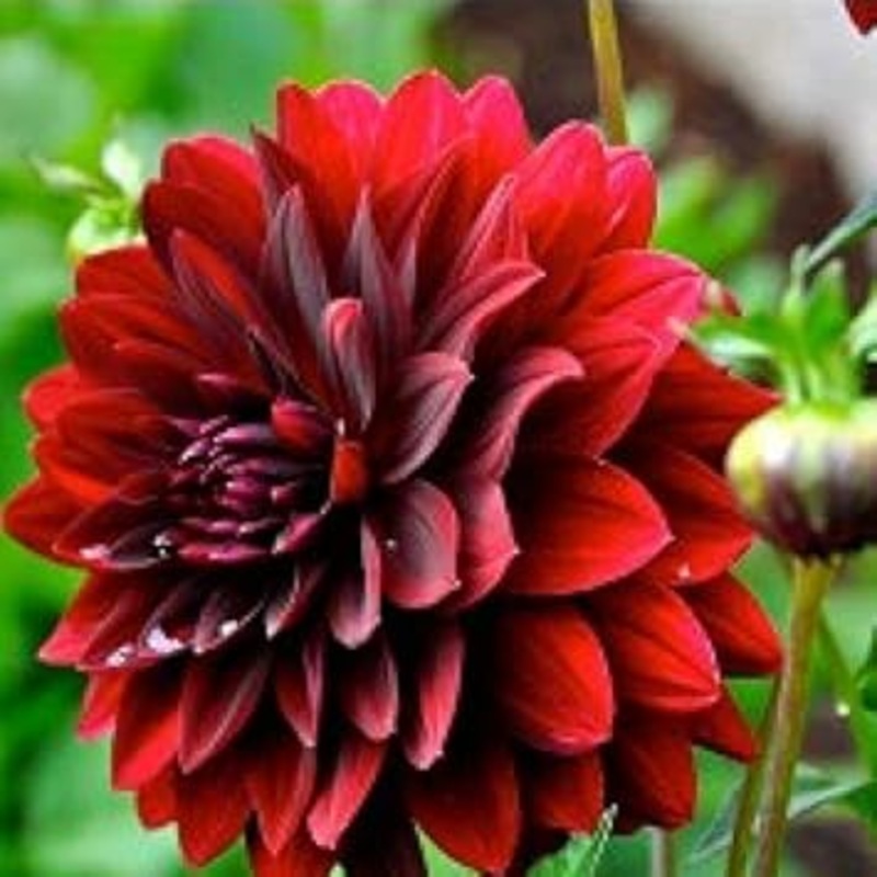 Dark Maroon Dahlia Flower Seeds for Planting  Heirloom and Non-GMO garden seeds 100