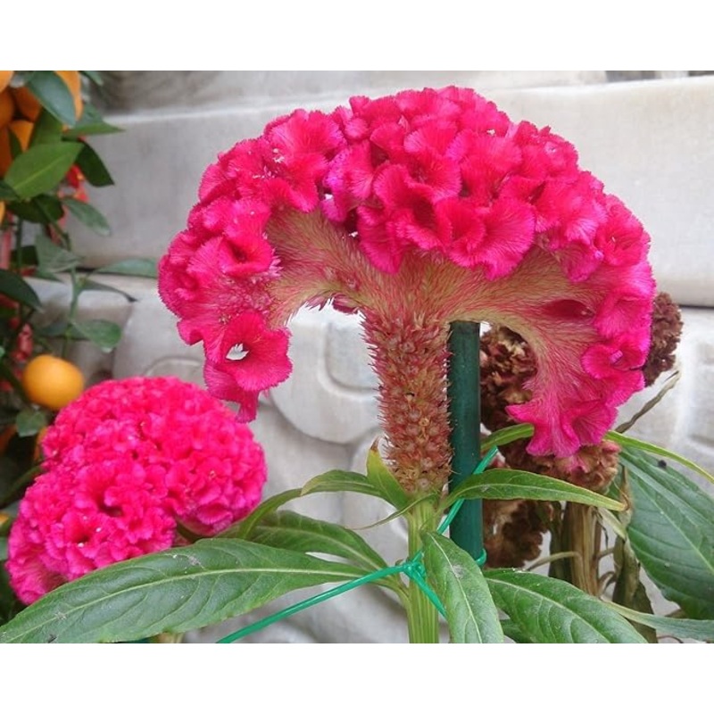 Dark Pink Celosia Seeds for Planting – NON GMO Seeds 100