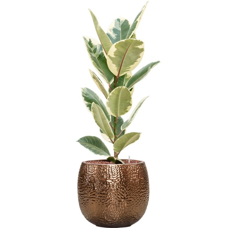 Ficus elastica ‘Tineke’ in Marly Office Plant With Pot 94cm Height 23cm Dia