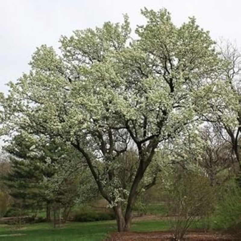 Green Manchurian Flowering Tree Seeds for Planting – 100 100