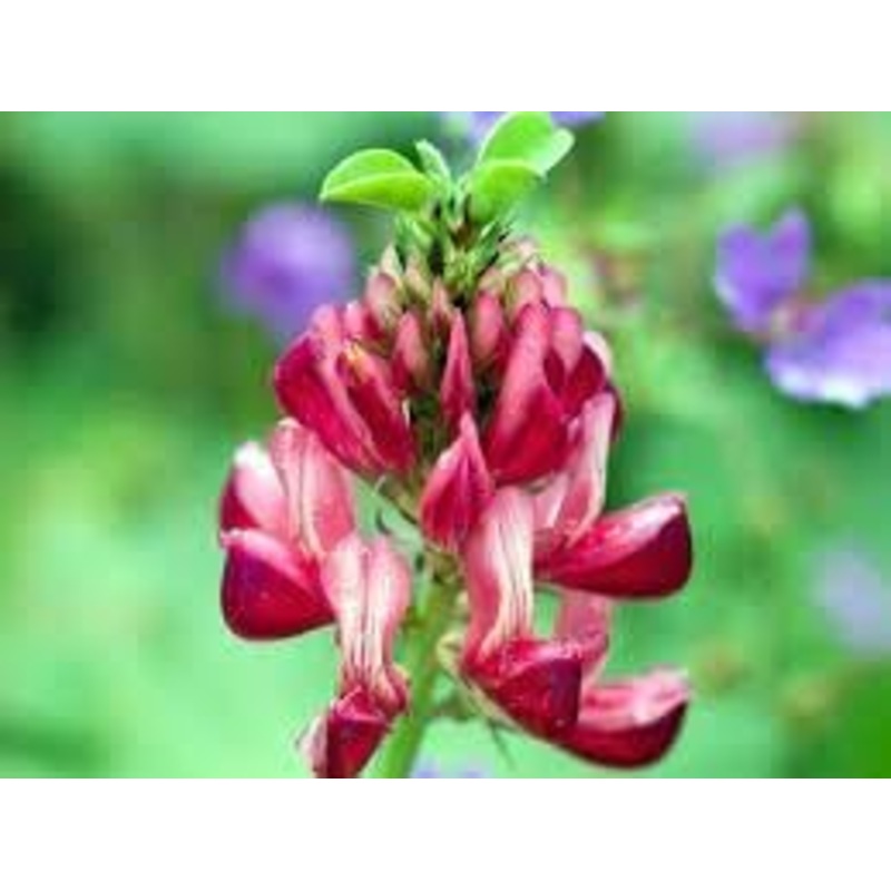 Hedysarum Coronarium Flower Seeds for Planting, Fresh and Vibrant 100