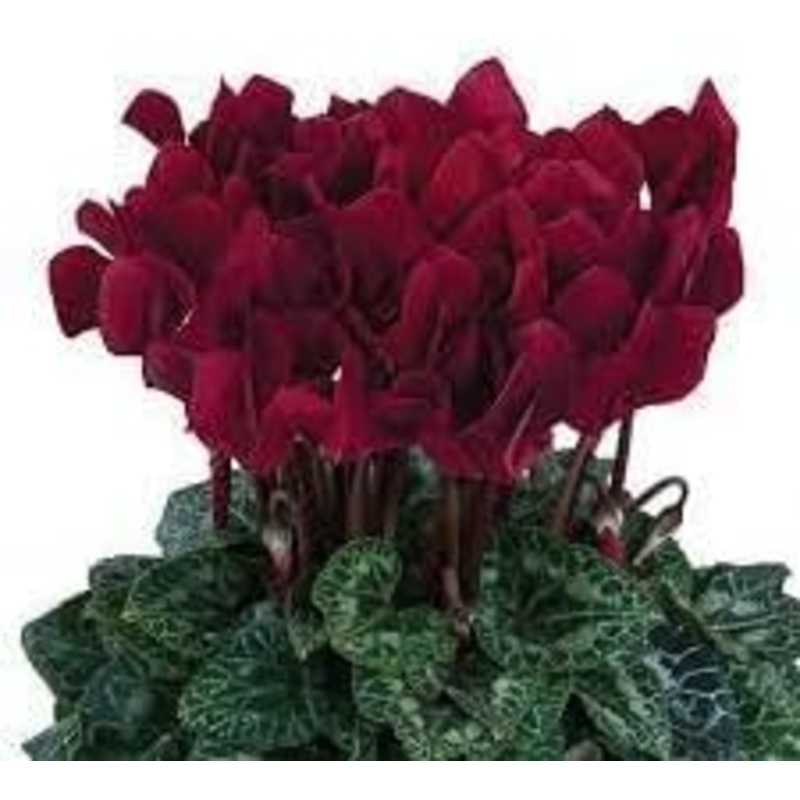 Heirloom Non-GMO Burgundy Cyclamen Flower Seeds  Rich-Colored Winter Blooms for Garden Planting 100