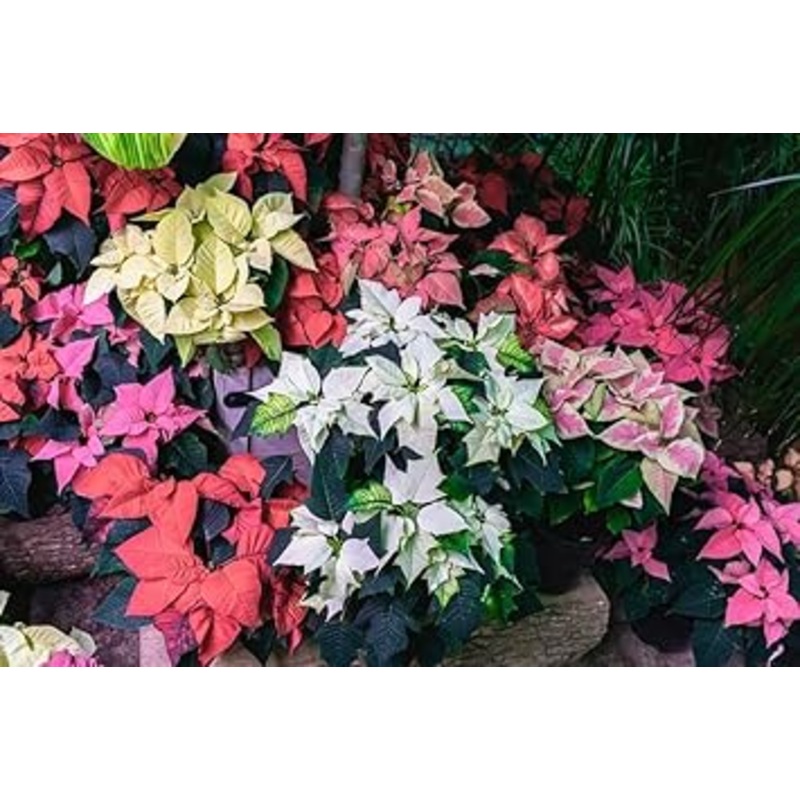 Heirloom Non-GMO Multi-Colored Poinsettia Flower Seeds for Planting  Vibrant Holiday Blooming Seeds 100