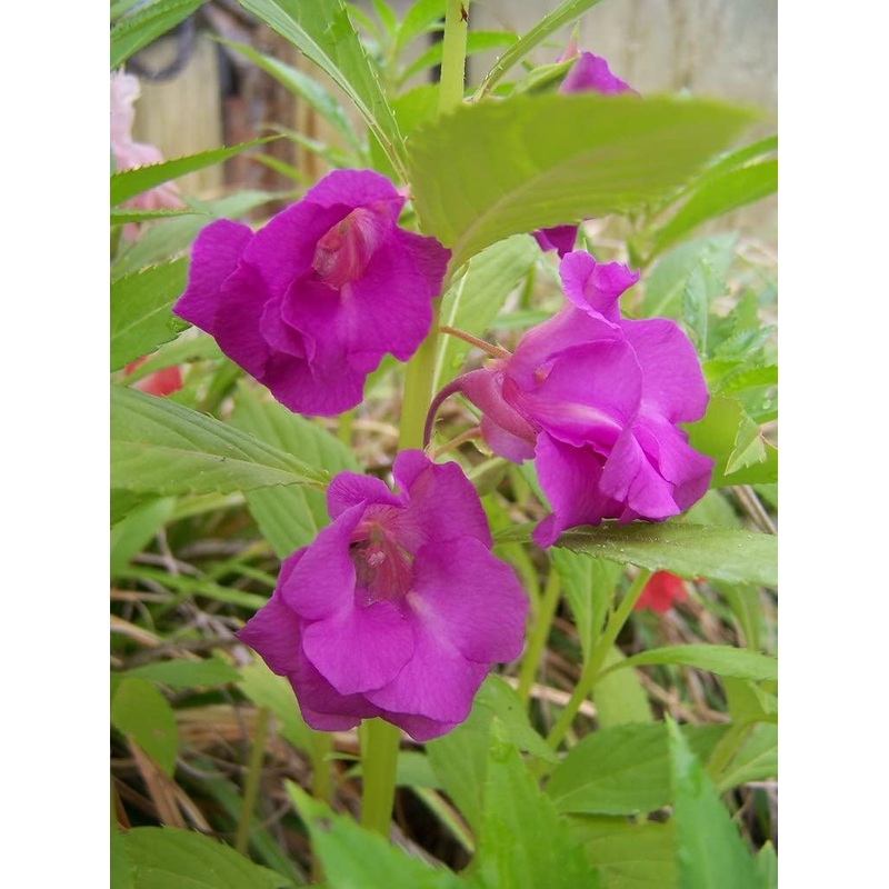 Heirloom Non-GMO Purple Balsamine Flower Seeds for Garden Planting  Vibrant Summer Blooms 100