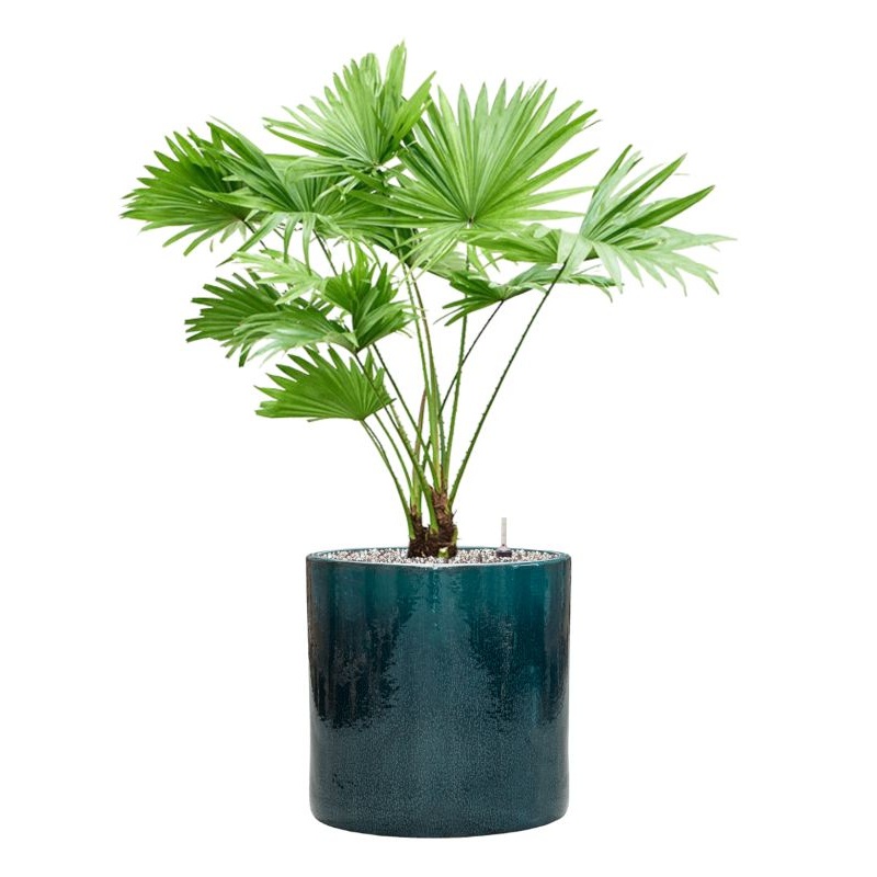Livistonia rotundifolia in Cylinder Office Plant With Pot 82cm Height 26cm Dia
